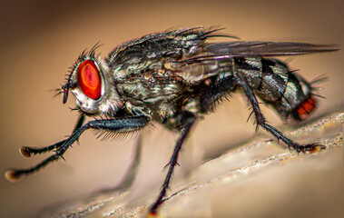 Fly with hairs and red eyes