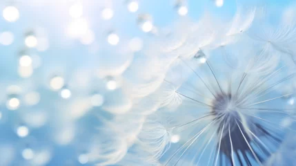  Beautiful dew drops on a dandelion seed macro. © Bella