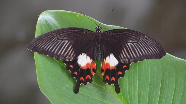 Beautiful black and red exotic butterfly resting on leaf near river