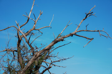 Ramas de árbol
