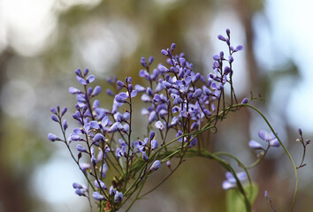 Blue flowers of the Australian native climber the Love Creeper Comesperma volubile, family Polygalaceae. Endemic to heath and sclerophyll forest along east coast of Australia. Flowers spring to summer - 727775890