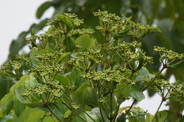 Phellodendron amurense (Amur cork tree). It has been used as a Chinese traditional medicine for the...