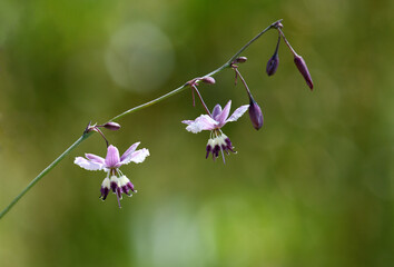 Close up of Australian native purple Vanilla Lily, Arthropodium milleflorum, family Asparagaceae, in subalpine Kosciusko region, NSW. Perennial herb, indigenous food plant endemic to eastern Australia