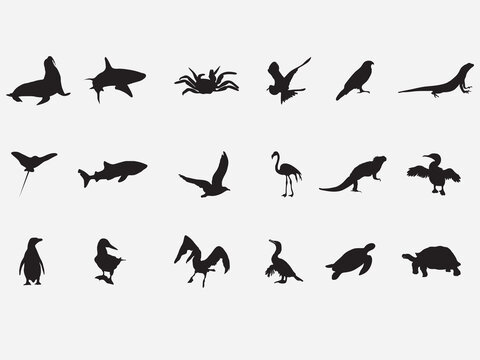 set of galapagos island species and animal silhouette.bird,fish,lizard and mammalm