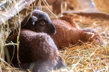 Zwei Lämmer im Schafstall kurz nach der Geburt