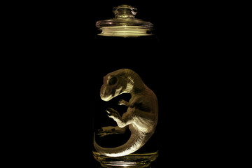 Dinosaur embryo in laboratory jar