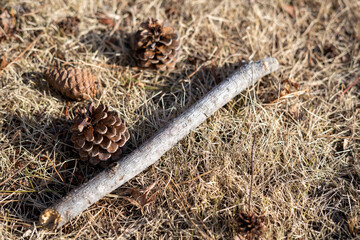 松ぼっくり3つと木の枝