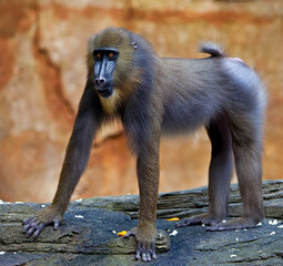 Mandrill at Sunway Lagoon Wildlife Park in Selangor, Malaysia.
