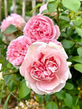 schöne Rosen