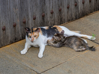 A Mother Cat Feeding Its Kitten