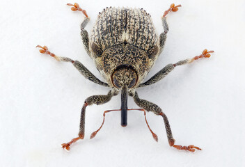 A cabbage stem weevil called also cabbage seedstalk curculio, Ceutorhynchus pallidactylus (synonym quadridens). Adult pest on a white background. A layered photo with high depth of field.   © Tomasz
