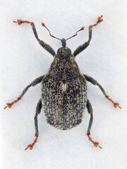 A cabbage stem weevil called also cabbage seedstalk curculio, Ceutorhynchus pallidactylus (synonym quadridens). Adult pest on a white background. A layered photo with high depth of field.   © Tomasz