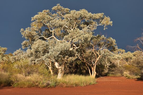 High contrast scene of a dark cloudy sky and tall eucalyptus trees in sunset light. Karijini National Park, Western Australia. Beautiful eucalyptus trees in the outback with a dark cloud background. 