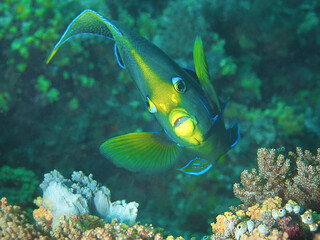 Fototapeta na wymiar Ein Kaiserfisch in malerischer Pose, der auf die Taucherin zu schwimmt. Unterwasserfotografie dieses sehr farbenprächtigen Bewohners, aufgenommen in einem Korallenriff in Raja Ampat, Indonesien.