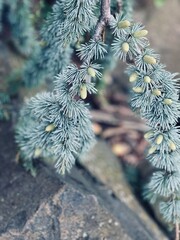 Cedrus atlantica Glaucia Pendula