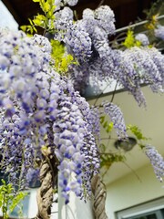 Kletterpflanze im Garten