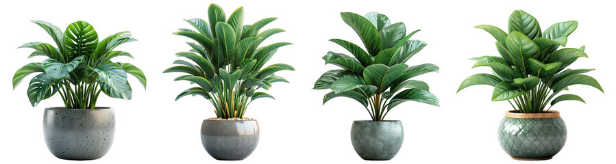 Tropical house plant in modern pot or vase isolated on transparent background generative ai - obrazy, fototapety, plakaty