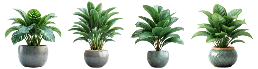 Foto op Aluminium Tropical house plant in modern pot or vase isolated on transparent background generative ai © GHart