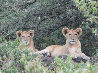 Young lion cubs forming a new coalition in the wild of Kenya