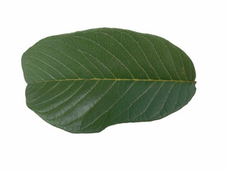 Fresh Guava leaf isolated on white background.