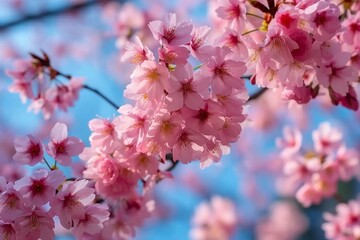 Obraz premium Selective focus of beautiful branches of pink Cherry blossoms on the tree under blue sky, Beautiful Sakura flowers during spring season in the park, Flora pattern texture. generative ai.
