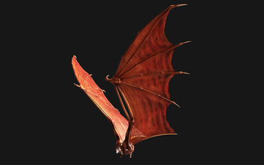 3d Illustration Red Dragon Wing, Red Devil Wings, Red Demon Wing Plumage Isolated on Dark Background with Clipping Path.