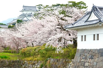 桜にお城