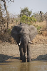 Fototapeta premium éléphant safari afrique