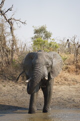 éléphant safari afrique
