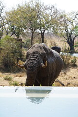 éléphant safari afrique