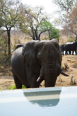éléphant safari afrique