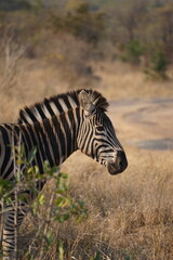 zebras afrique zèbres