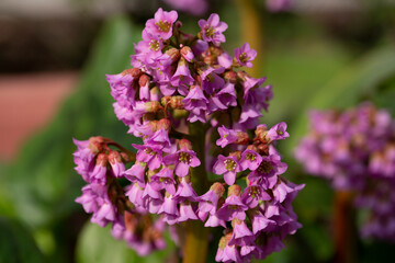 Succulent bergenia close up. Flowering plant in natural environment. Bergenia crassifolia.