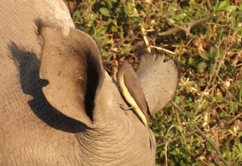 Red Billed Ox Pecker grooming a White Rhino