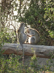 Vervet monkey grooming parlour