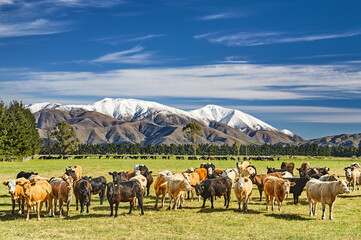 Herd of cows in a green field - 727804802