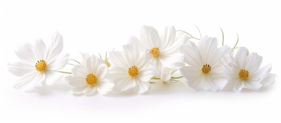 Fototapeta premium White Cosmos Flowers Isolated on a White Background: A Delicate Display of White Cosmos Flowers in a Serene and Impressive Isolated Setting