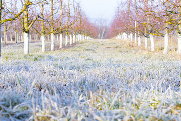 Morning frost on grass and trees in apple orchard. Orchard blur with soft light for background.