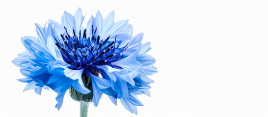Mesmerizing Macro Close-up of Blue Cornflower on White Background - obrazy, fototapety, plakaty