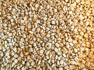 Freshly picked coffee beans before roasting. Backgrounds, No people.