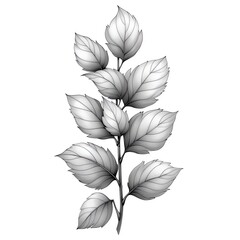 Monochrome Hand Drawn Leaf Illustration