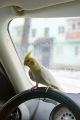 Yellow cockatiel parrot.Cute cockatiel.Home pet parrot.The best cockatiel.Beautiful photo of a...