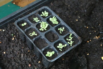 young lettuce plants sprouting in seedlings in a greenhouse