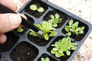 man hand with tongs to repot plants and transplanting