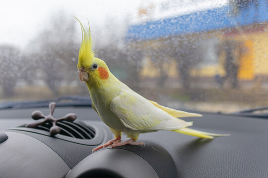 Bird in the car.Parrot driver.Cockatiel parrot sits on the steering wheel of a car.Traveling with a pet.Cute bird.Cockatiel is a pet.Cute cockatiel.Home pet parrot.Ornithology.Funny parrot.pet care.