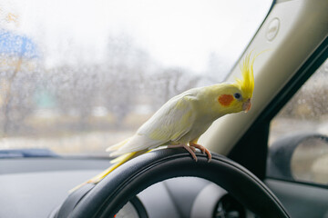 Bird in the car.Parrot driver.Cockatiel parrot sits on the steering wheel of a car.Traveling with a...