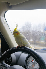 Bird in the car.Parrot driver.Cockatiel parrot sits on the steering wheel of a car.Traveling with a...