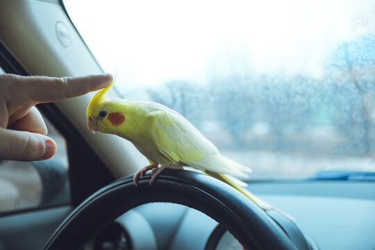 Yellow cockatiel parrot.Cute cockatiel.Home pet parrot.The best cockatiel.Beautiful photo of a bird.Ornithology.Funny parrot.Cockatiel parrot.
Home pet yellow bird.Beautiful feathers.Love for animals