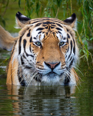 Fototapeta premium Vertical closeup of a Siberian tiger in a lake