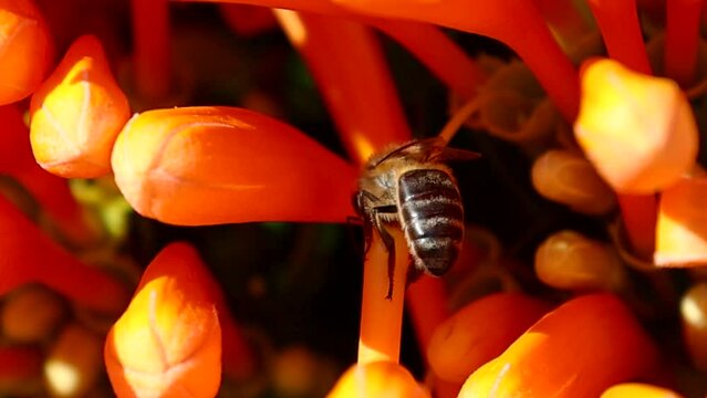 A western honey bee or European honey bee (Apis mellifera) is polinizing and collecting nectar from a pyrostegia venusta, also commonly known as flamevine or orange trumpet vine